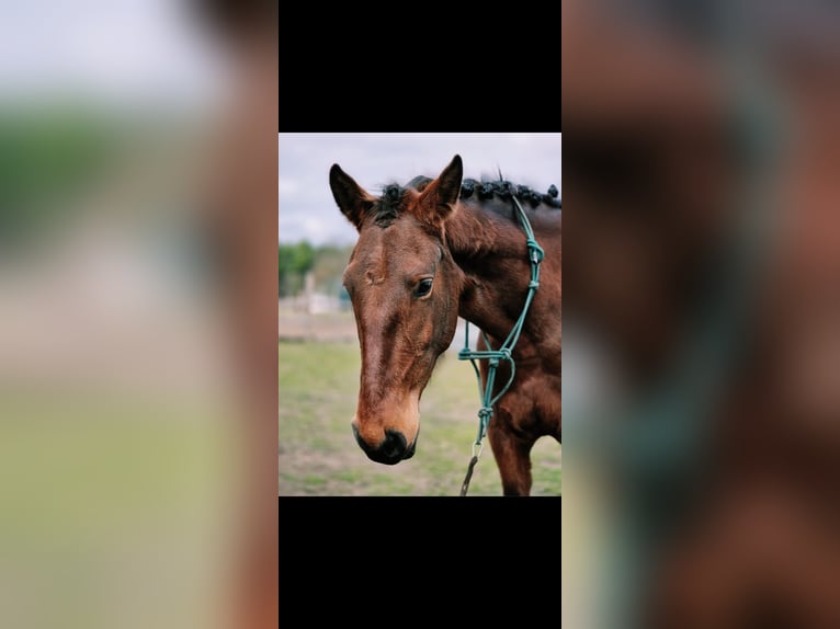 Lusitano Merrie 4 Jaar 164 cm Bruin in Thyrow