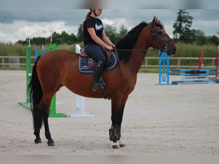 Lusitano Merrie 4 Jaar 165 cm Bruin in Ferolles Attilly