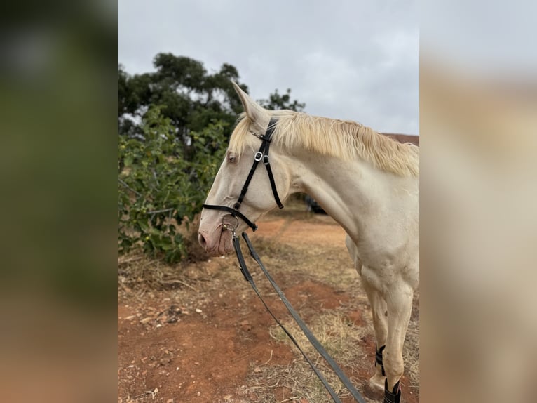 Lusitano Merrie 4 Jaar 166 cm Cremello in Olheiros