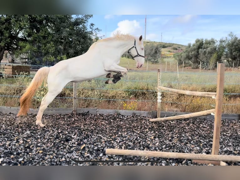 Lusitano Merrie 4 Jaar 166 cm Cremello in Olheiros