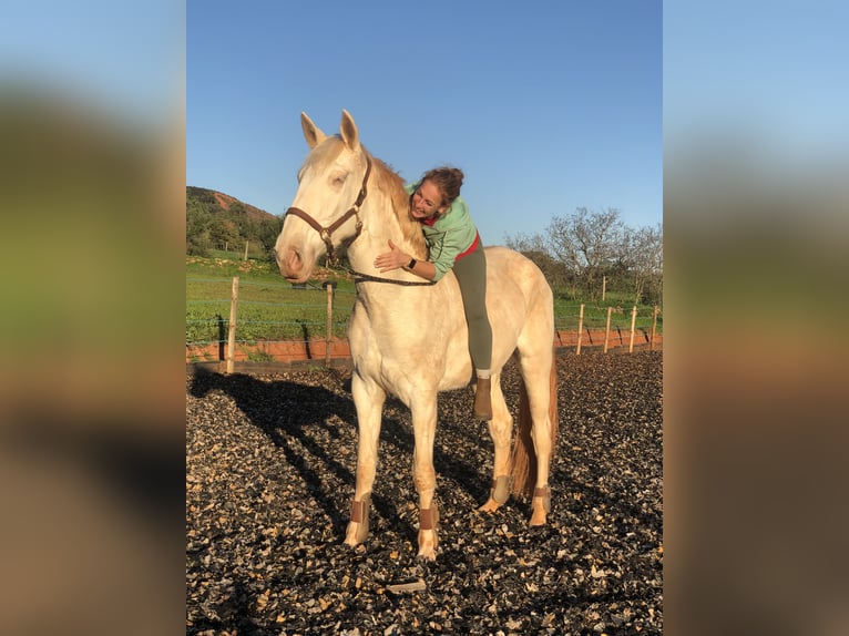 Lusitano Merrie 4 Jaar 166 cm Cremello in Olheiros