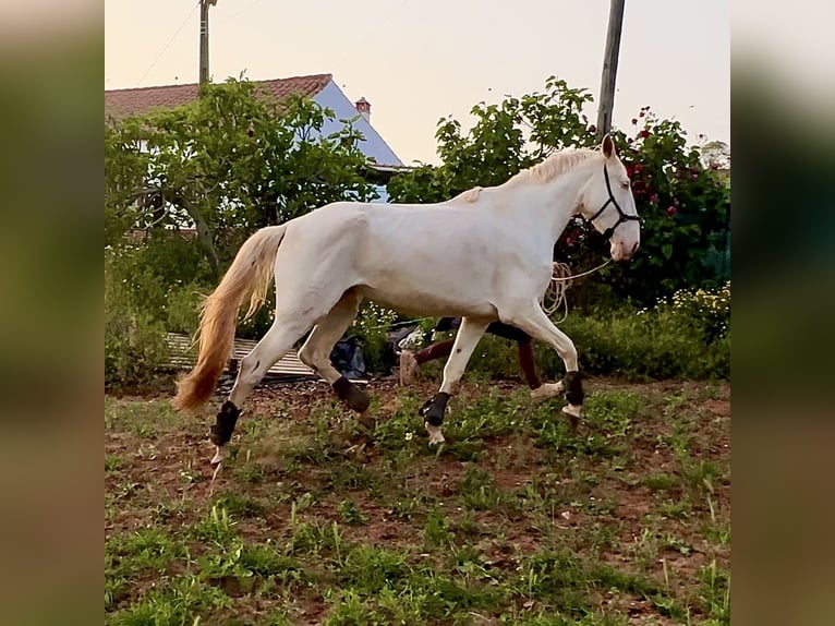 Lusitano Merrie 4 Jaar 166 cm Cremello in Olheiros