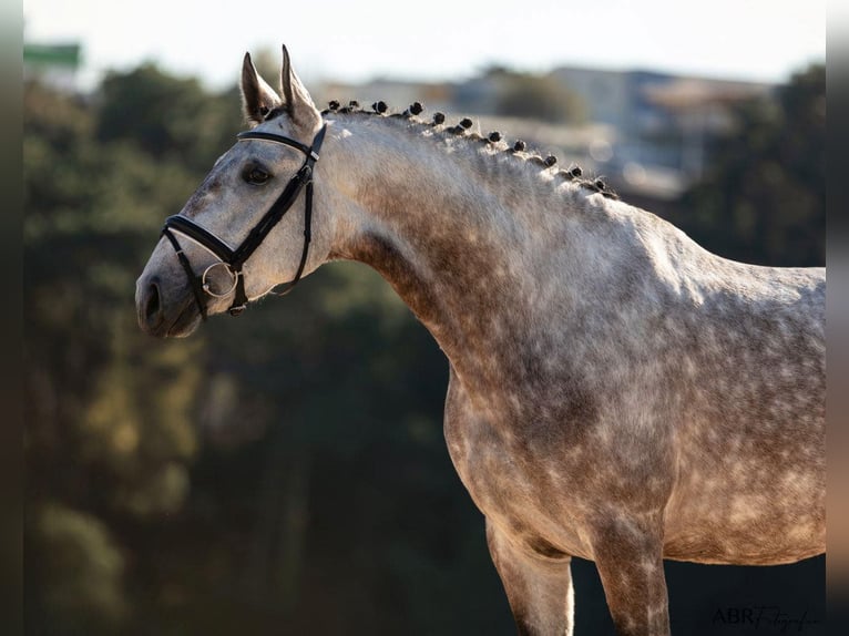 Lusitano Merrie 4 Jaar 166 cm Schimmel in Lisboa