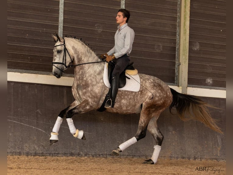 Lusitano Merrie 4 Jaar 166 cm Schimmel in Lisboa