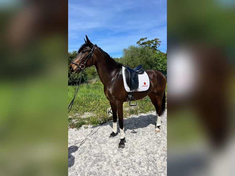 Lusitano Merrie 4 Jaar 168 cm Bruin in São bras de Alportel