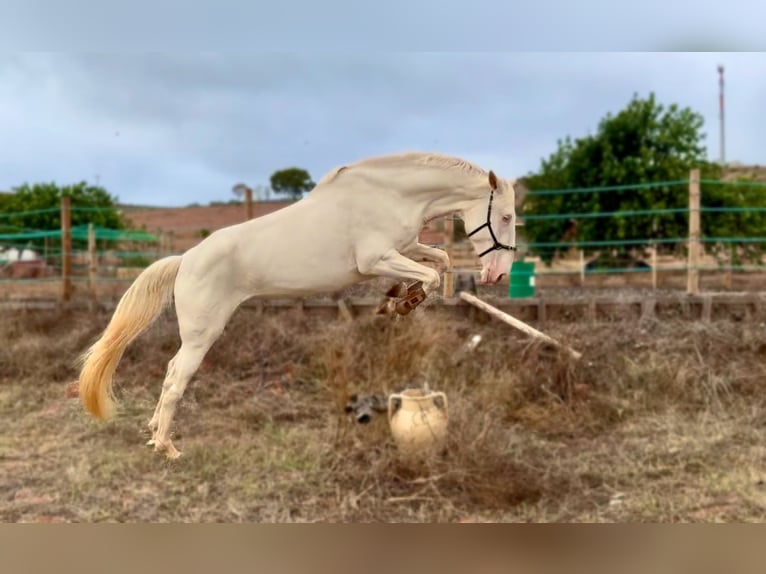 Lusitano Merrie 4 Jaar 168 cm Cremello in Olheiros