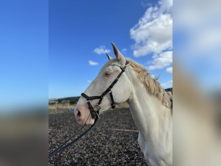 Lusitano Merrie 4 Jaar 168 cm Cremello in Olheiros