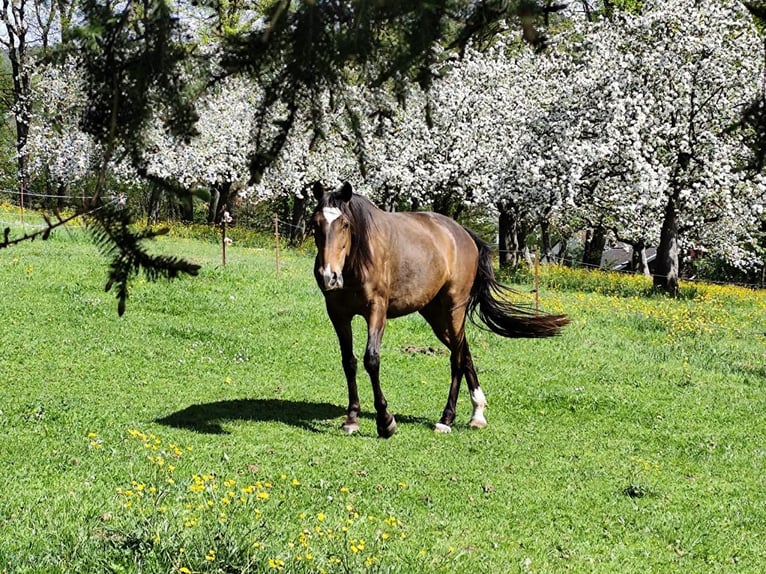 Lusitano Merrie 4 Jaar Bruin in Gro&#xDF;-Umstadt