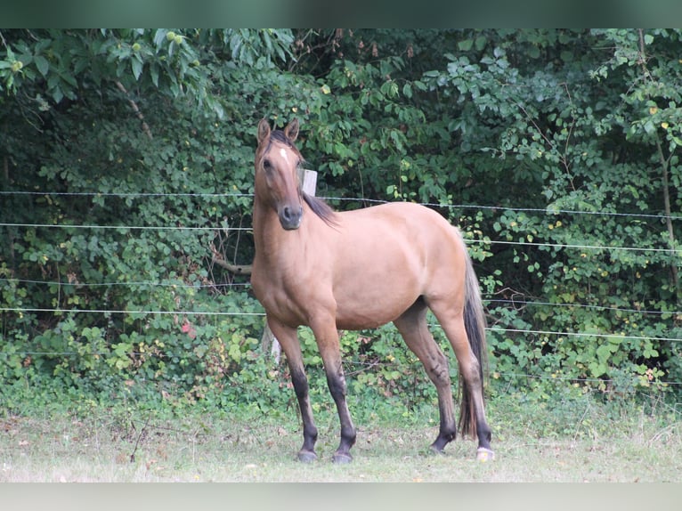 Lusitano Merrie 5 Jaar 150 cm Grullo in Canly
