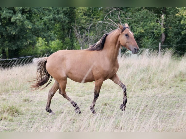 Lusitano Merrie 5 Jaar 150 cm Grullo in Canly