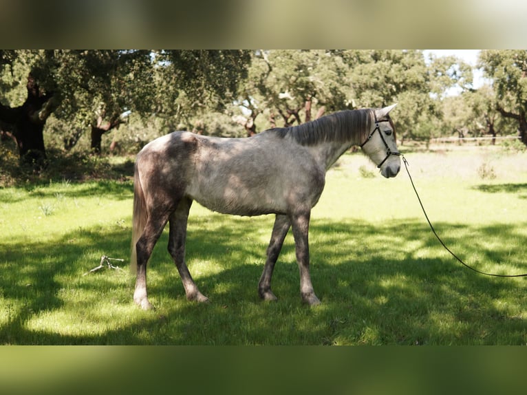 Lusitano Merrie 5 Jaar 150 cm kan schimmel zijn in Coruche