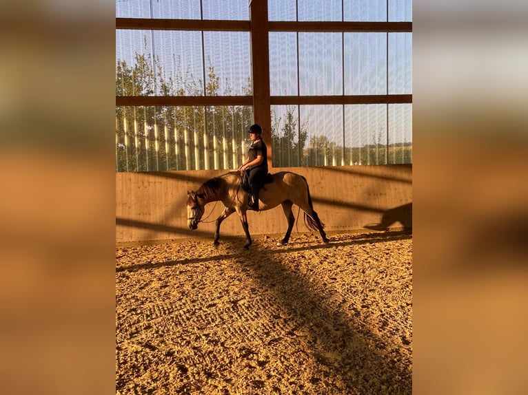 Lusitano Mix Merrie 5 Jaar 153 cm Buckskin in Treuchtlingen