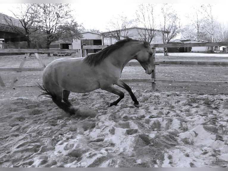 Lusitano Mix Merrie 5 Jaar 155 cm Buckskin in Morbegno