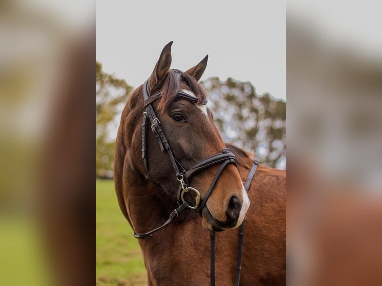 Lusitano Merrie 5 Jaar 156 cm Bruin in Groß-Umstadt