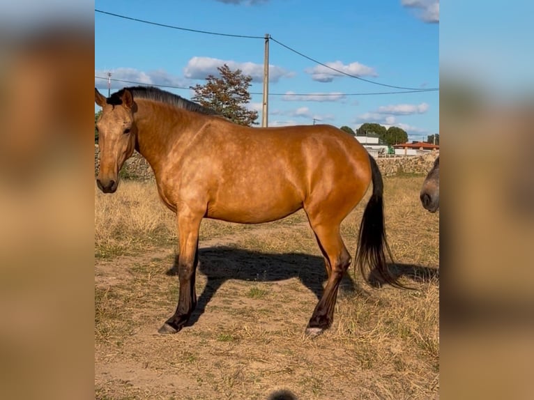 Lusitano Merrie 5 Jaar 157 cm Buckskin in Idanha-A-Nova