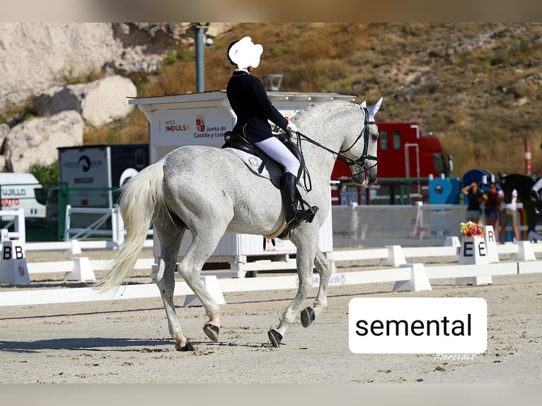 Lusitano Merrie 5 Jaar 158 cm Falbe in Las Uces