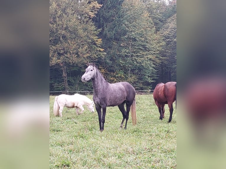 Lusitano Merrie 5 Jaar 159 cm  in Weinburg