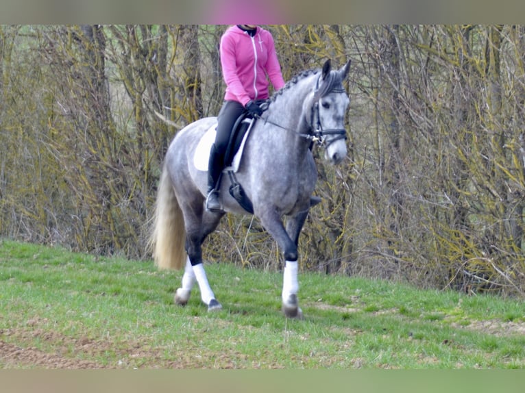 Lusitano Merrie 5 Jaar 160 cm Blauwschimmel in Würzburg