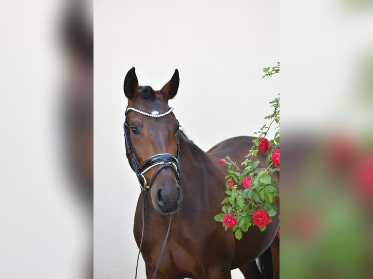 Lusitano Merrie 5 Jaar 160 cm Bruin in Reichling