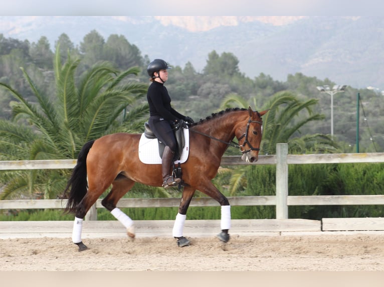 Lusitano Merrie 5 Jaar 161 cm Bruin in Xabia/