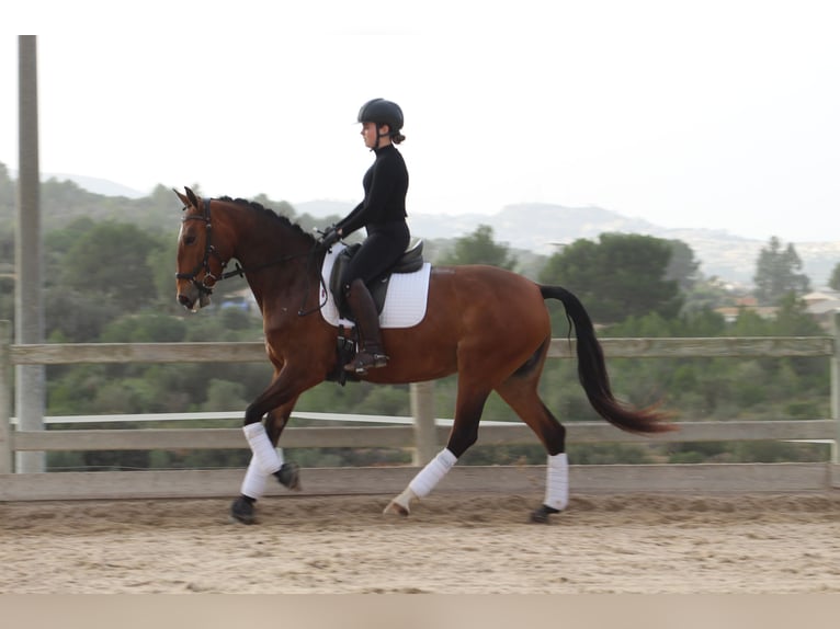 Lusitano Merrie 5 Jaar 161 cm Bruin in Xabia/