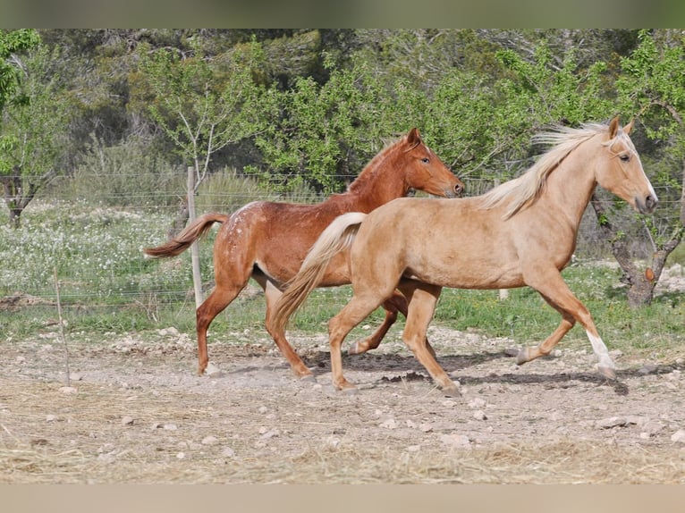 Lusitano Mix Merrie 5 Jaar 161 cm Palomino in Alcoi/Alcoy