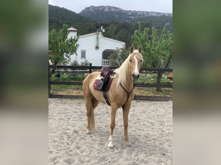 Lusitano Mix Merrie 5 Jaar 161 cm Palomino in Alcoi/Alcoy