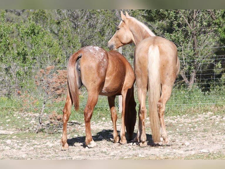 Lusitano Mix Merrie 5 Jaar 161 cm Palomino in Alcoi/Alcoy