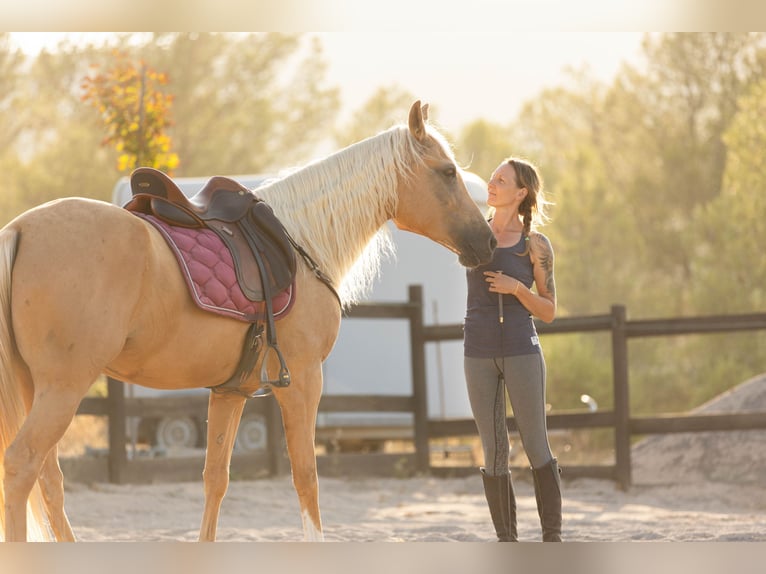 Lusitano Mix Merrie 5 Jaar 163 cm Palomino in Alcoi/Alcoy