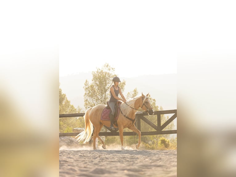 Lusitano Mix Merrie 5 Jaar 163 cm Palomino in Alcoi/Alcoy