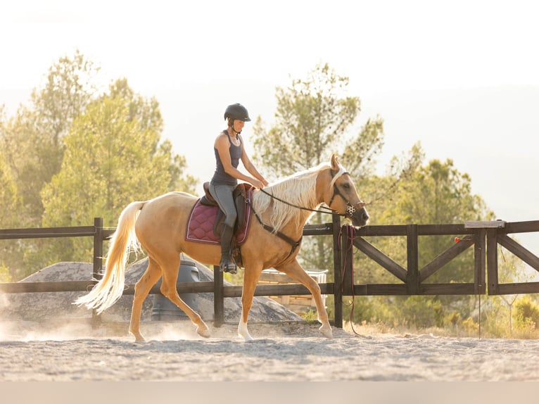 Lusitano Mix Merrie 5 Jaar 163 cm Palomino in Alcoi/Alcoy