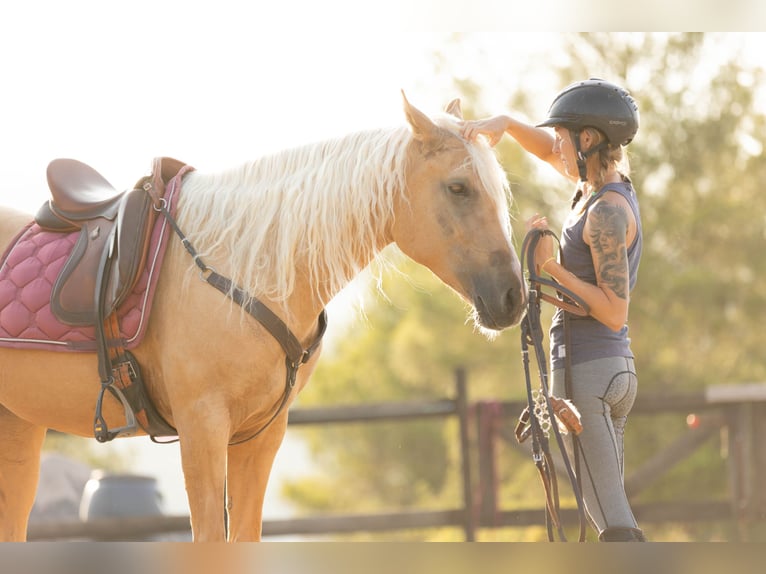 Lusitano Mix Merrie 5 Jaar 163 cm Palomino in Alcoi/Alcoy