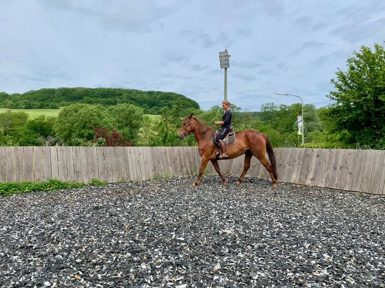 Lusitano Mix Merrie 5 Jaar 164 cm Roodvos in Mandelbachtal