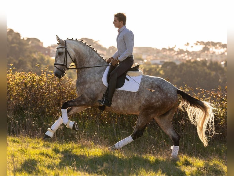 Lusitano Merrie 5 Jaar 166 cm Schimmel in Lisboa