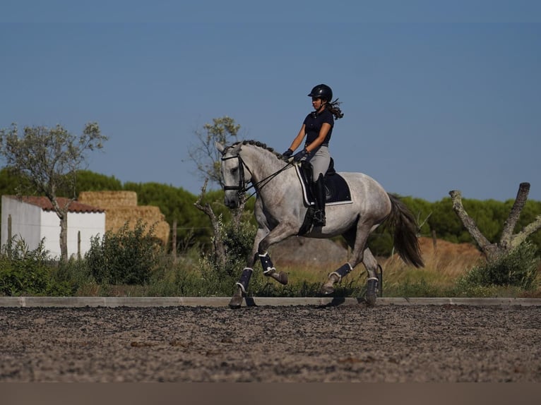 Lusitano Merrie 5 Jaar 166 cm Zwartschimmel in Agua Derramada