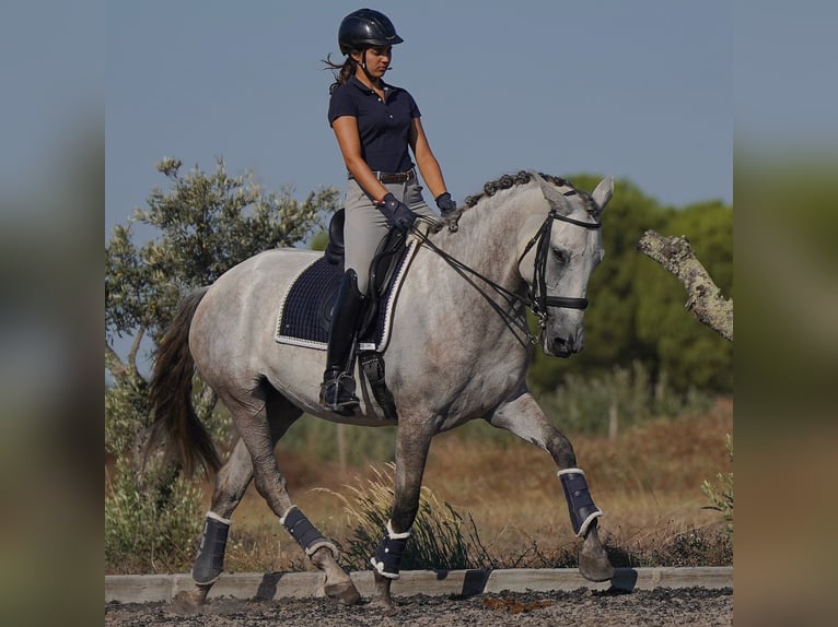 Lusitano Merrie 5 Jaar 166 cm Zwartschimmel in Agua Derramada