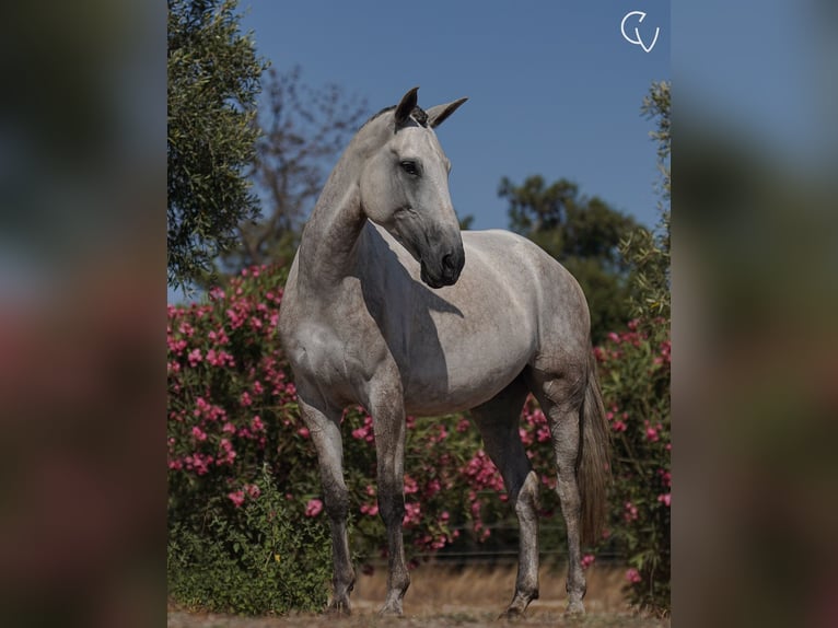 Lusitano Merrie 5 Jaar 166 cm Zwartschimmel in Agua Derramada