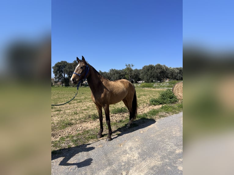 Lusitano Merrie 5 Jaar 167 cm Falbe in Casavells