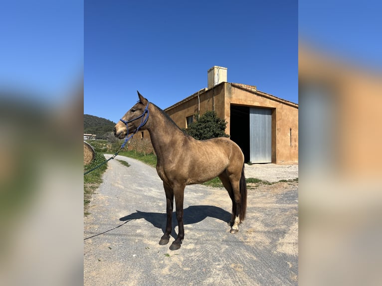 Lusitano Merrie 5 Jaar 167 cm Falbe in Casavells