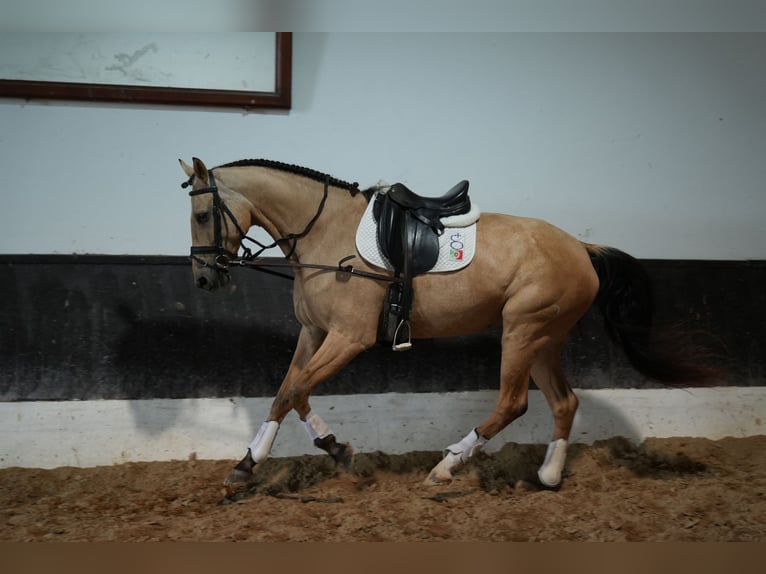 Lusitano Mix Merrie 5 Jaar 174 cm Buckskin in Coruche