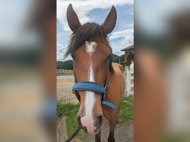 Lusitano Merrie 5 Jaar Bruin in Rohrbach