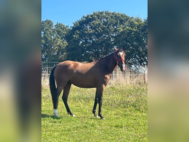 Lusitano Merrie 5 Jaar Bruin in Groß-Umstadt