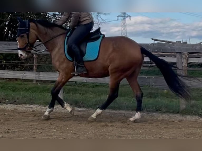 Lusitano Merrie 6 Jaar 152 cm Falbe in Feldkirchen bei Mattighofen