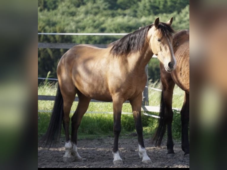 Lusitano Merrie 6 Jaar 152 cm Falbe in Feldkirchen bei Mattighofen