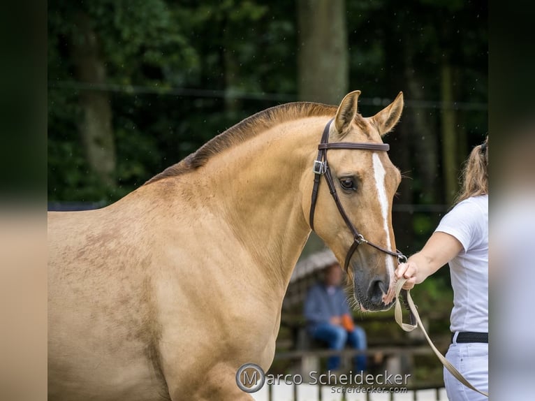 Lusitano Merrie 6 Jaar 152 cm Red Dun in Fuchstal
