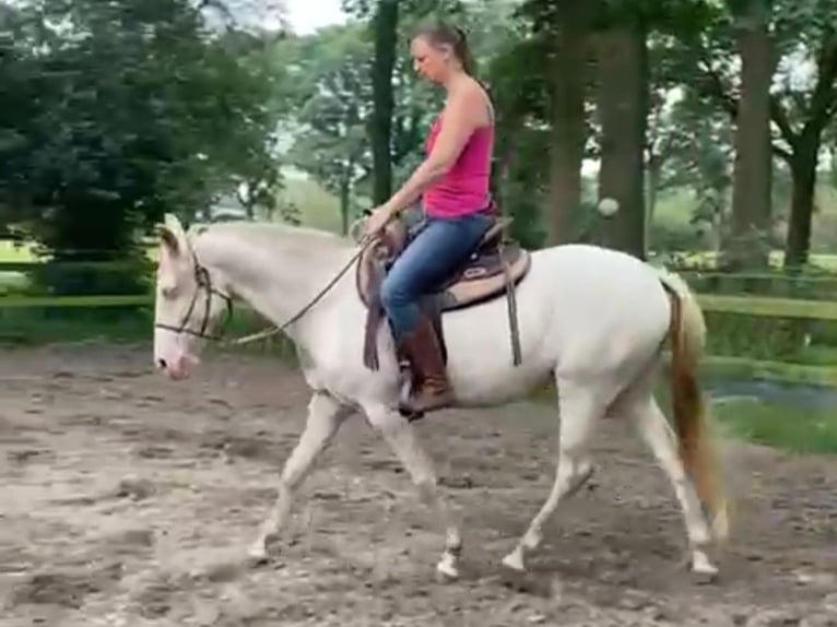 Lusitano Merrie 6 Jaar 153 cm Perlino in Nijverdal