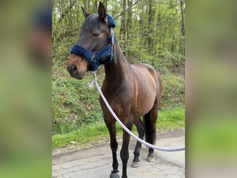 Lusitano Merrie 6 Jaar 155 cm Bruin in Lollar