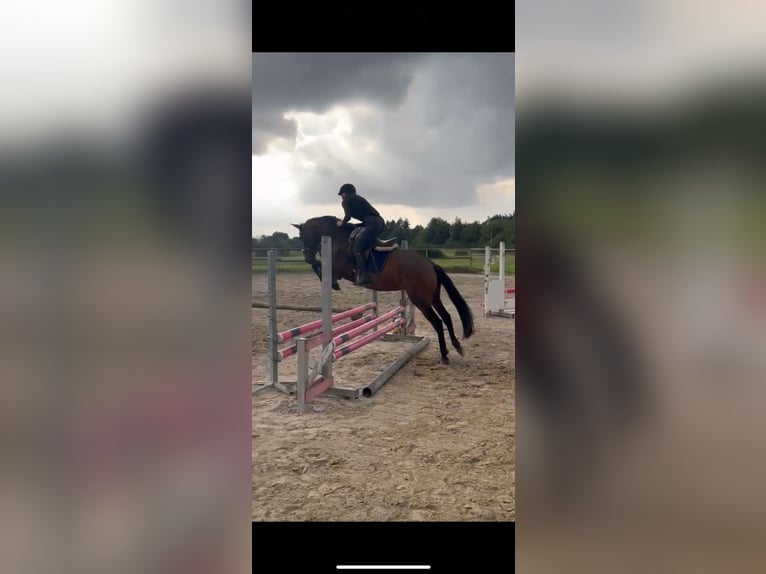 Lusitano Merrie 6 Jaar 155 cm Bruin in Lollar