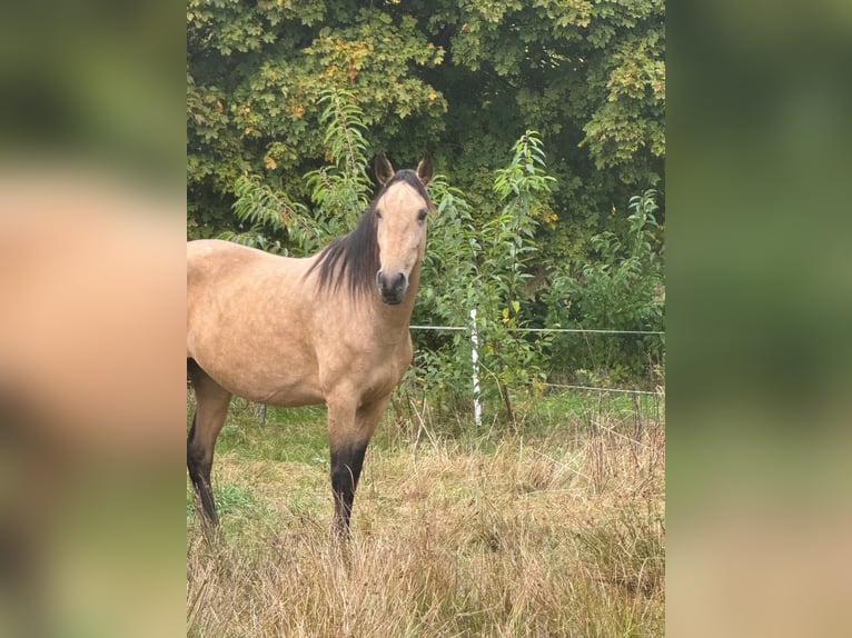 Lusitano Merrie 6 Jaar 155 cm Buckskin in Kakenstorf