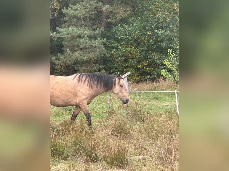 Lusitano Merrie 6 Jaar 155 cm Buckskin in Kakenstorf